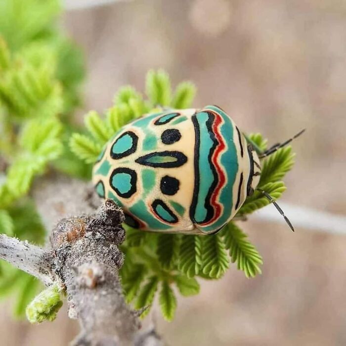 This Is A Picasso Bug And It's A Real One