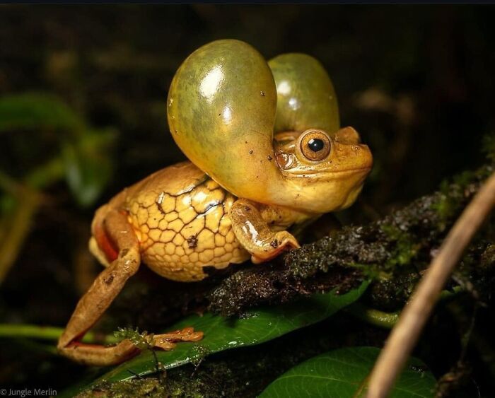 This Is The Amazing Suriname Hulled Frog