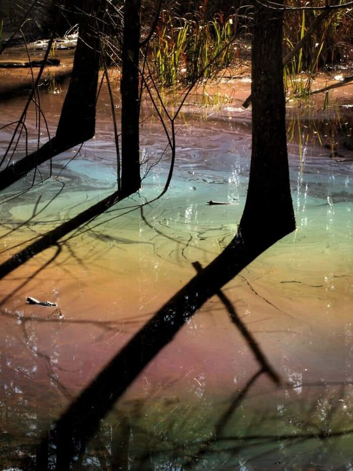 Rainbow Swamps Happen When The Bald Cypress Trees Drop Their Leaves In The Autumn They Begin To Decompose In The Swamp