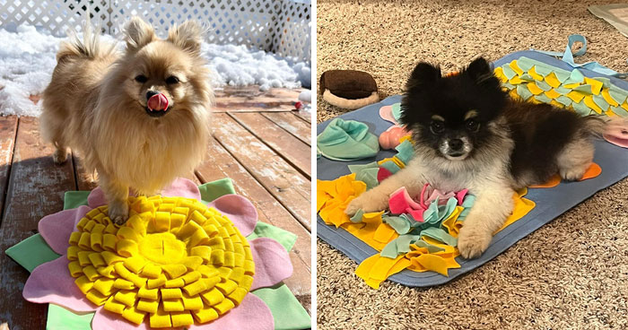 What Is a Snuffle Mat for Dogs: All Questions Answered