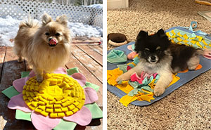 What Is a Snuffle Mat for Dogs: All Questions Answered