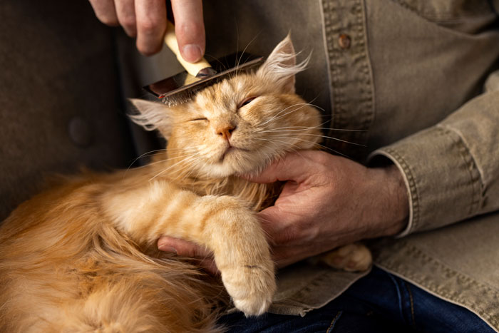 person brushing a red cat