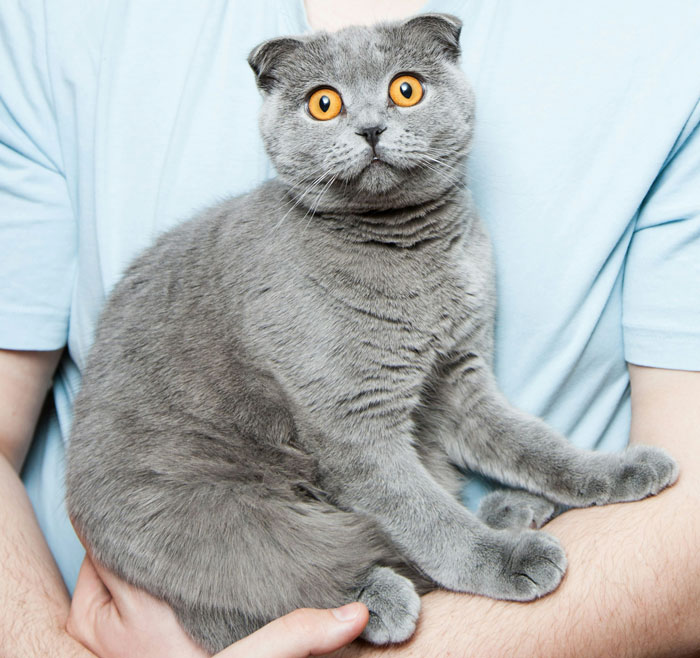 person holding a grey cat with a big yellow eyes