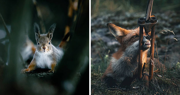 Photographer Captured 30 New Photos That Might Make You Feel Like You’re Stepping Into The Wild