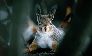 A Photographer From Finland Captured 80 Dreamlike Shots Of Forest Animals (New Pics)