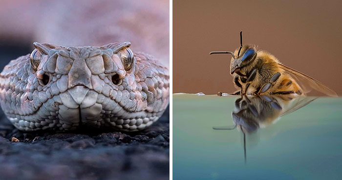 This Photographer Captured 50 Unforgettable Moments Featuring Wildlife