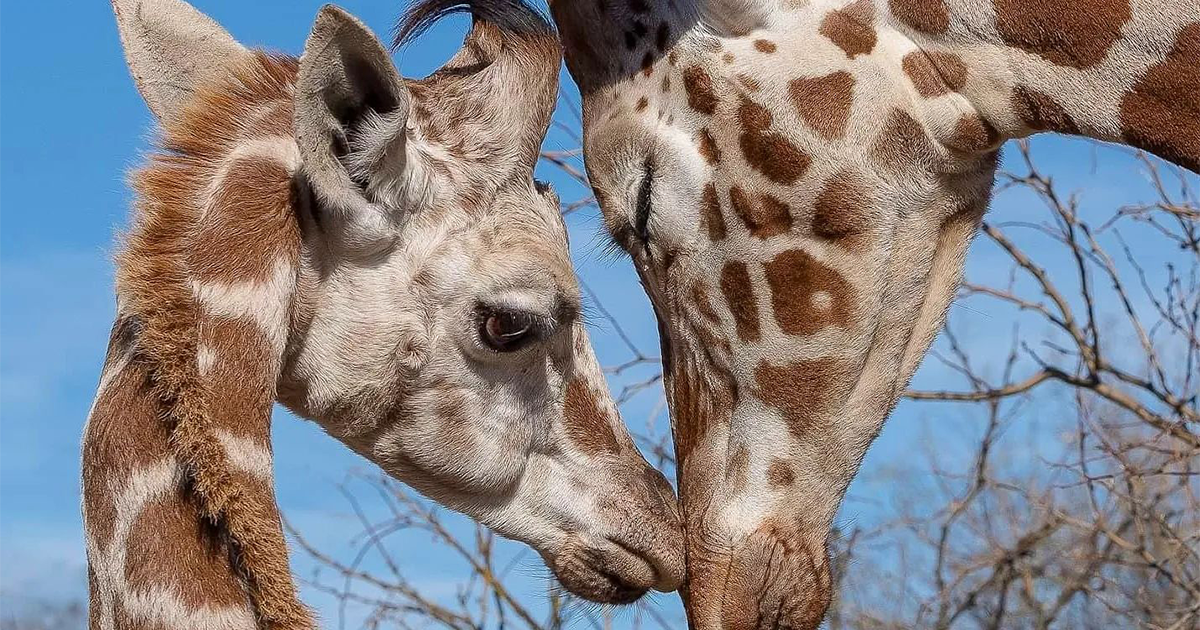 Significant Moments In Wildlife Photography (50 New Photos)