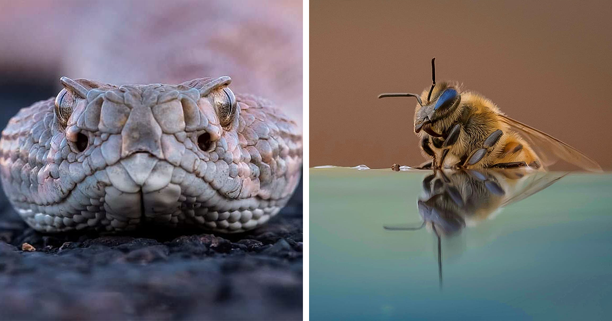This Photographer Traveled The World And Took 80 Captivating Wildlife Pictures - Vimarsana News