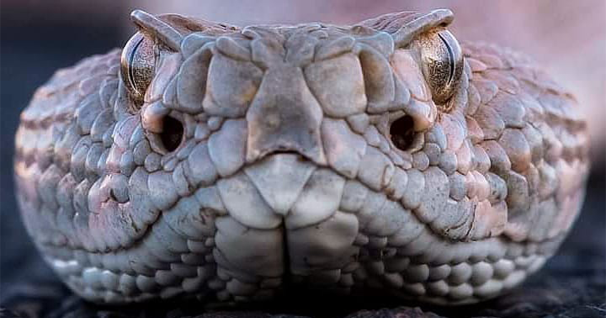 80 Exceptional Shots Showcasing The Everyday Life Of Wild Animals By This Photographer - Vimarsana News