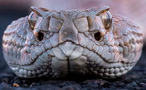 80 Incredible Wildlife Shots By The Photographer Joe Neely