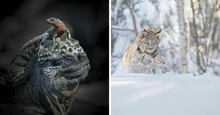 41 Winners Of The World Nature Photography Awards 2024