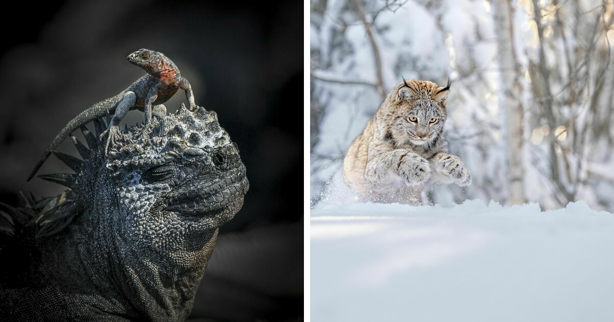A Glimpse At Nature: 41 Award-Winning Shots From WNP Awards 2024 - Vimarsana News