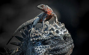 41 Winners Of The World Nature Photography Awards 2024