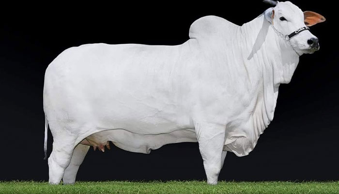 World’s Most Expensive Cow, Viatina-19, Breaks Records After Fetching $4.8 Million World’s Most Expensive Cow, Viatina-19, Breaks Records After Fetching $4.8 Million