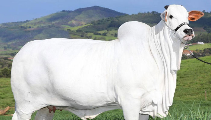 World’s Most Expensive Cow, Viatina-19, Breaks Records After Fetching $4.8 Million World’s Most Expensive Cow, Viatina-19, Breaks Records After Fetching $4.8 Million