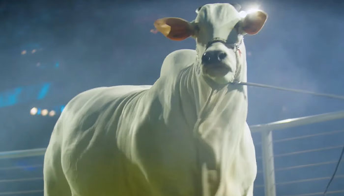 World’s Most Expensive Cow, Viatina-19, Breaks Records After Fetching $4.8 Million World’s Most Expensive Cow, Viatina-19, Breaks Records After Fetching $4.8 Million