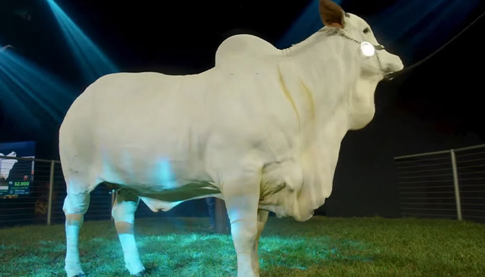 World’s Most Expensive Cow, Viatina-19, Breaks Records After Fetching $4.8 Million World’s Most Expensive Cow, Viatina-19, Breaks Records After Fetching $4.8 Million