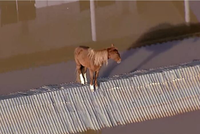 These Dedicated Volunteers Are Rescuing Thousands Of Animals From Rio Grande Do Sul Floods These Dedicated Volunteers Are Rescuing Thousands Of Animals From Rio Grande Do Sul Floods