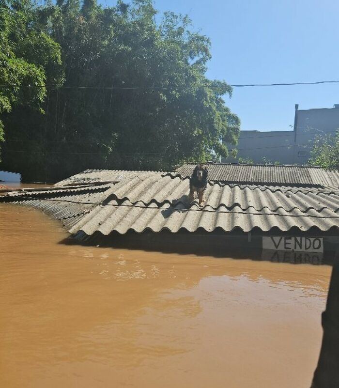 These Dedicated Volunteers Are Rescuing Thousands Of Animals From Rio Grande Do Sul Floods These Dedicated Volunteers Are Rescuing Thousands Of Animals From Rio Grande Do Sul Floods