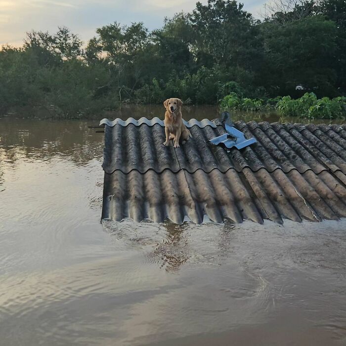 These Dedicated Volunteers Are Rescuing Thousands Of Animals From Rio Grande Do Sul Floods These Dedicated Volunteers Are Rescuing Thousands Of Animals From Rio Grande Do Sul Floods