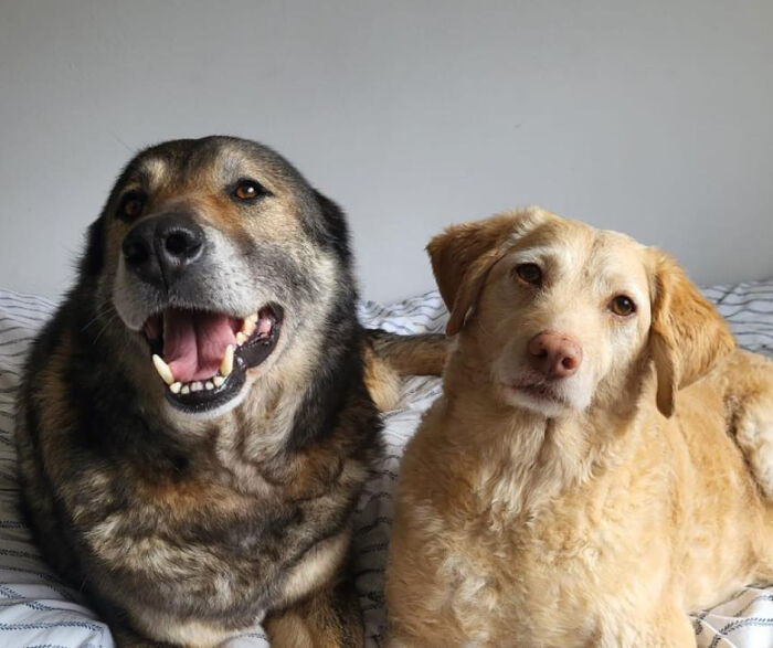 Senior Stray Dog From Spain Can’t Stop Smiling After Getting Rescued And Adopted By A Family In The UK Senior Stray Dog From Spain Can’t Stop Smiling After Getting Rescued And Adopted By A Family In The UK