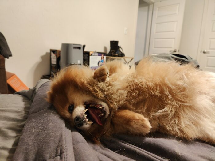 My Pom, Autumn When Getting Belly Rubs