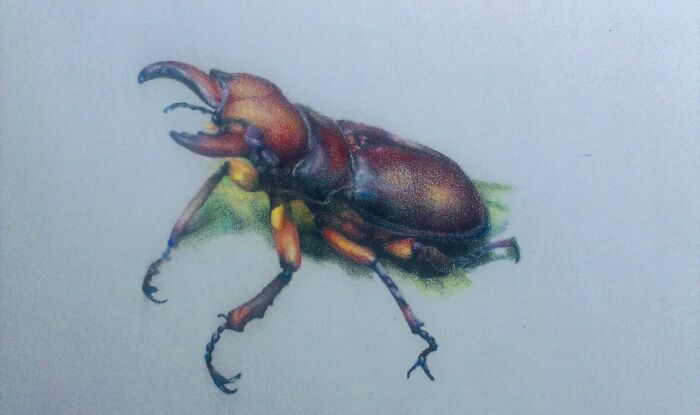 Prismacolor Beetle From 9 Years Ago