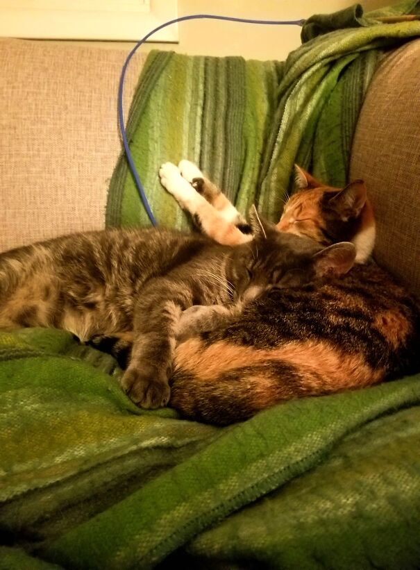 Rescued From A Colony After A Harsh Canadian Winter, My Bonded Pair Seem Pretty Comfy