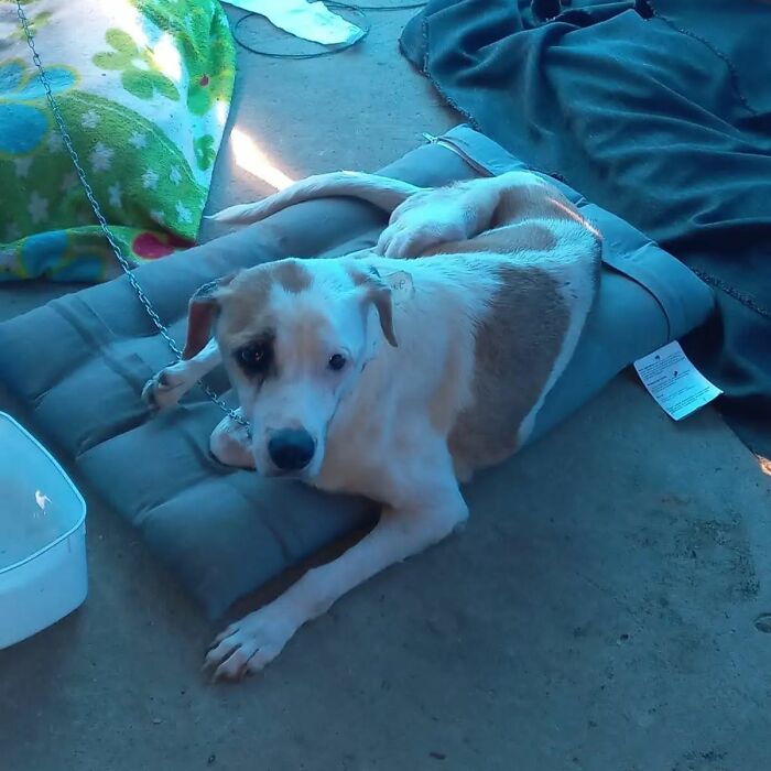 These Dedicated Volunteers Are Rescuing Thousands Of Animals From Rio Grande Do Sul Floods These Dedicated Volunteers Are Rescuing Thousands Of Animals From Rio Grande Do Sul Floods