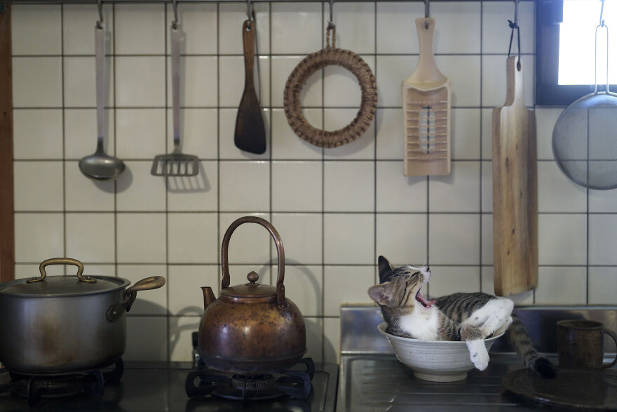 'Kitty In The Kitchen' By Atsuyuki Ohshimo