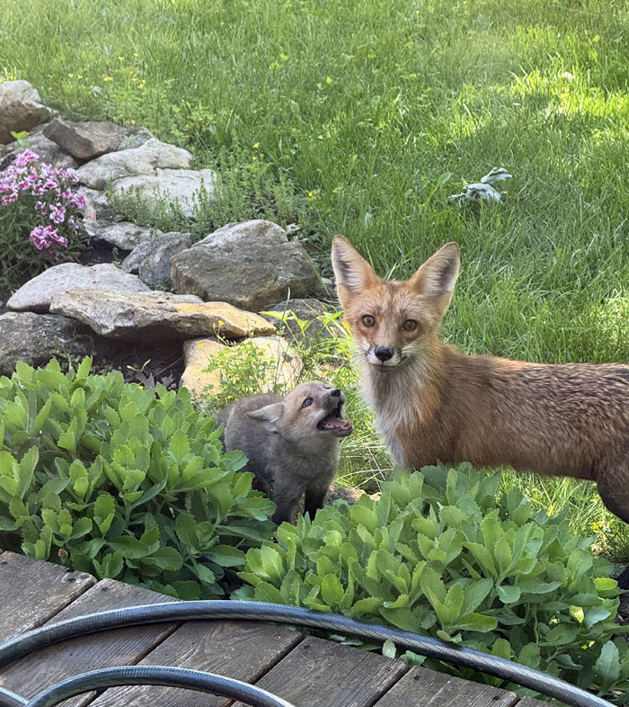 The Neighborhood Fox And Her Kits Are Living Under My Front Deck Right Now
