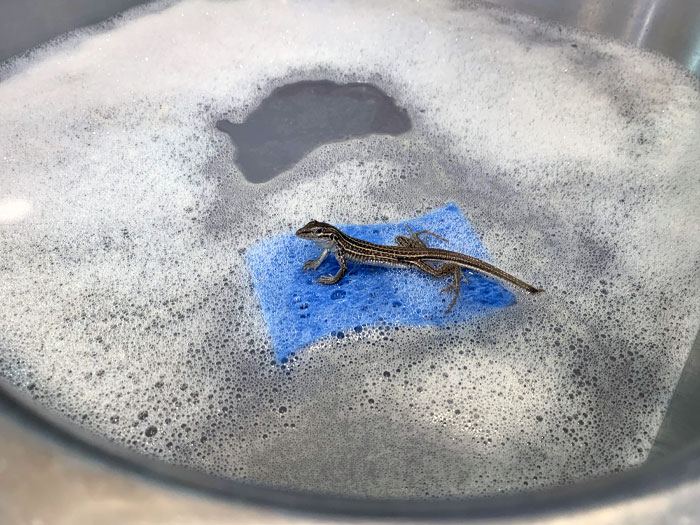I Came Into My Kitchen To Find A Lizard Using A Sponge As A Raft In The Sink. I Live In New Mexico