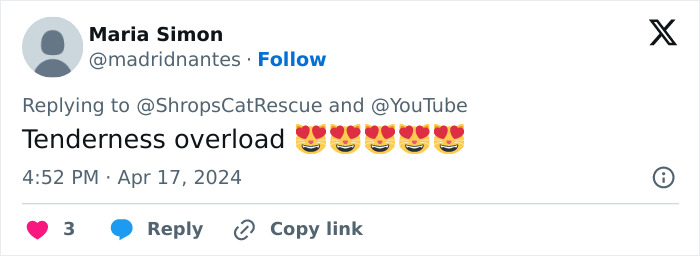 This Retirement Cat Village Has 17 Cats That Live Out Their Days In Mini Cottages This Retirement Cat Village Has 17 Cats That Live Out Their Days In Mini Cottages