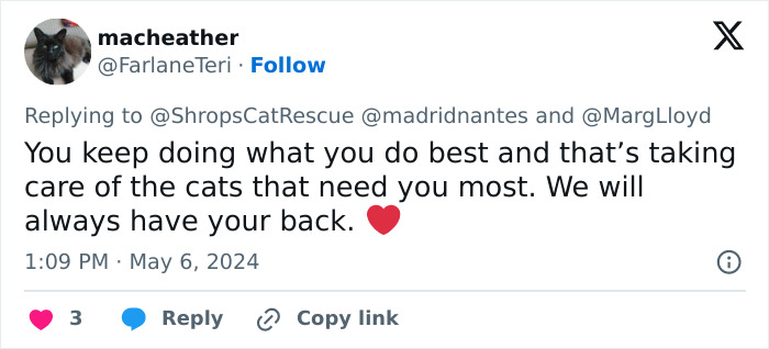 This Retirement Cat Village Has 17 Cats That Live Out Their Days In Mini Cottages This Retirement Cat Village Has 17 Cats That Live Out Their Days In Mini Cottages