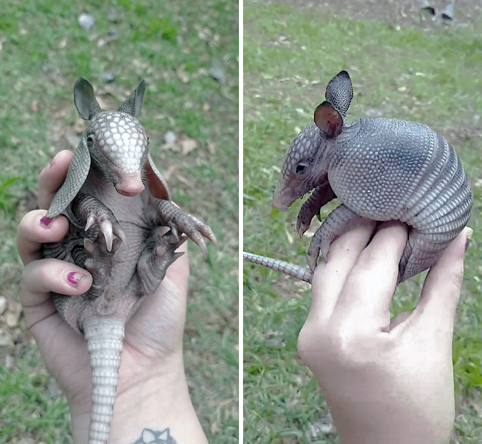 Is This Armadillo Old Enough To Be On Its Own?