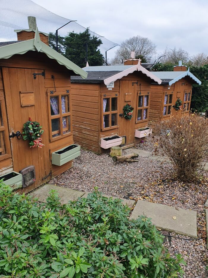 This Retirement Cat Village Has 17 Cats That Live Out Their Days In Mini Cottages This Retirement Cat Village Has 17 Cats That Live Out Their Days In Mini Cottages