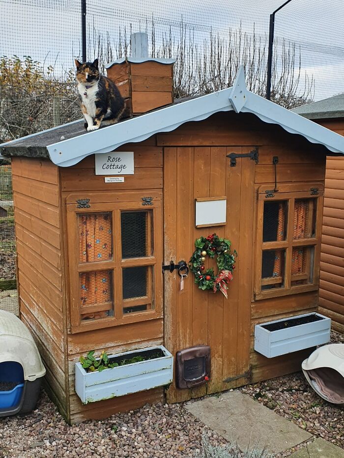 This Retirement Cat Village Has 17 Cats That Live Out Their Days In Mini Cottages