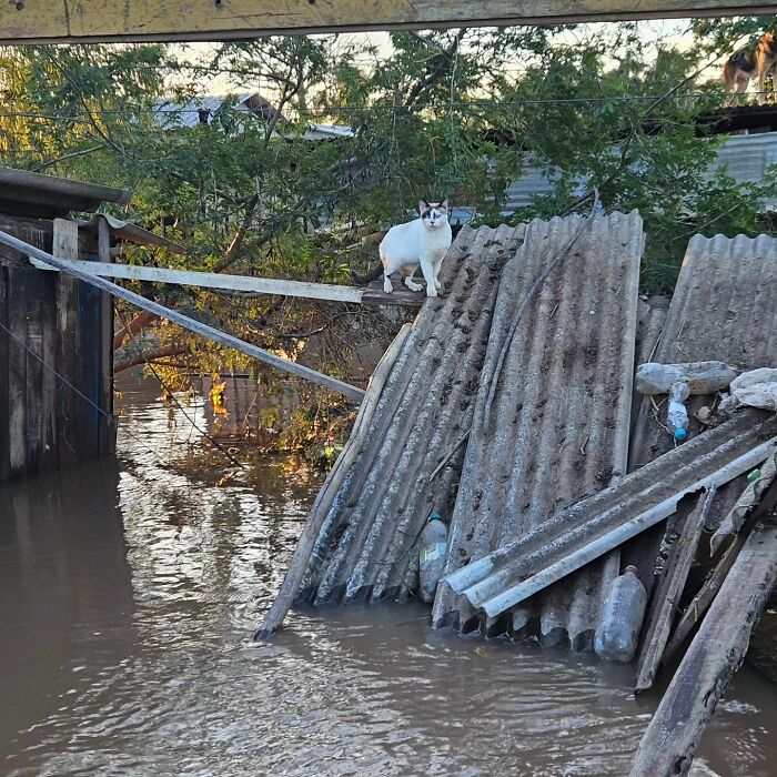 These Dedicated Volunteers Are Rescuing Thousands Of Animals From Rio Grande Do Sul Floods These Dedicated Volunteers Are Rescuing Thousands Of Animals From Rio Grande Do Sul Floods