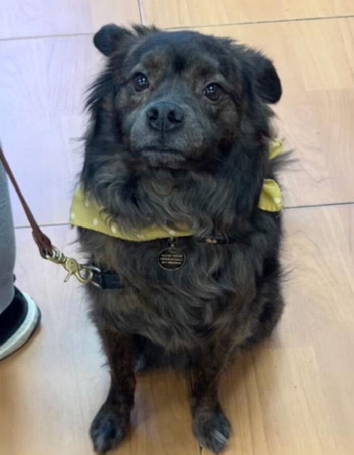 A Dog DNA Test Helps Woman Discover Her Mutt’s Entire Family Tree And She’s In Tears A Dog DNA Test Helps Woman Discover Her Mutt’s Entire Family Tree And She’s In Tears