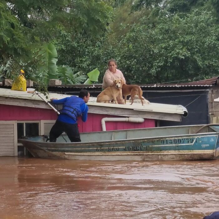 These Dedicated Volunteers Are Rescuing Thousands Of Animals From Rio Grande Do Sul Floods These Dedicated Volunteers Are Rescuing Thousands Of Animals From Rio Grande Do Sul Floods