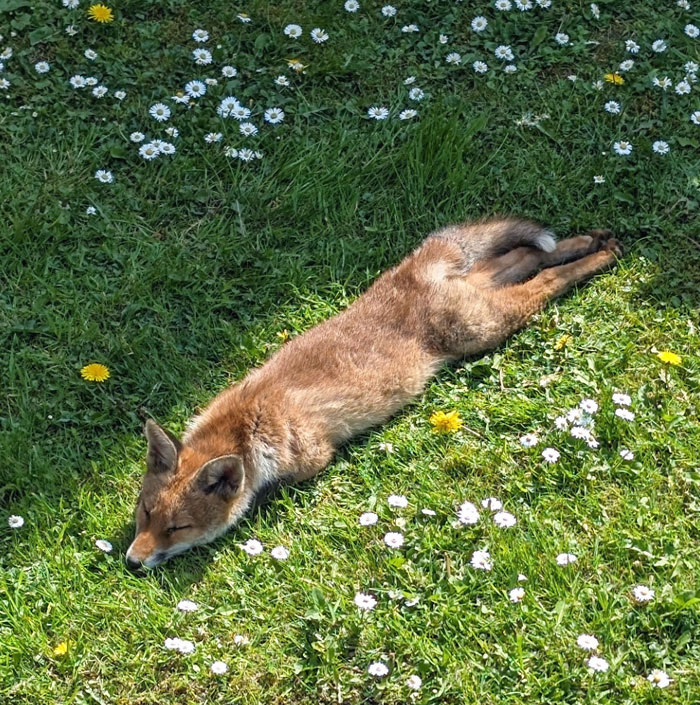 Urban Fox Doing A Full Sploot In My Sunny Scottish Garden