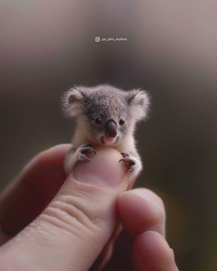 20 New Images By Jyo John Mulloor Featuring Tiny Versions Of Wild Animals And They Might Melt Your Heart