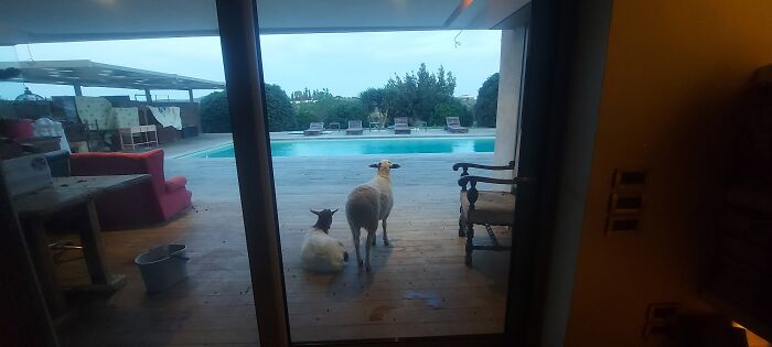 The First Night In Our New House, All Our Furniture Still Outside, And Our Two New Rescues From The Local Slaughterhouse