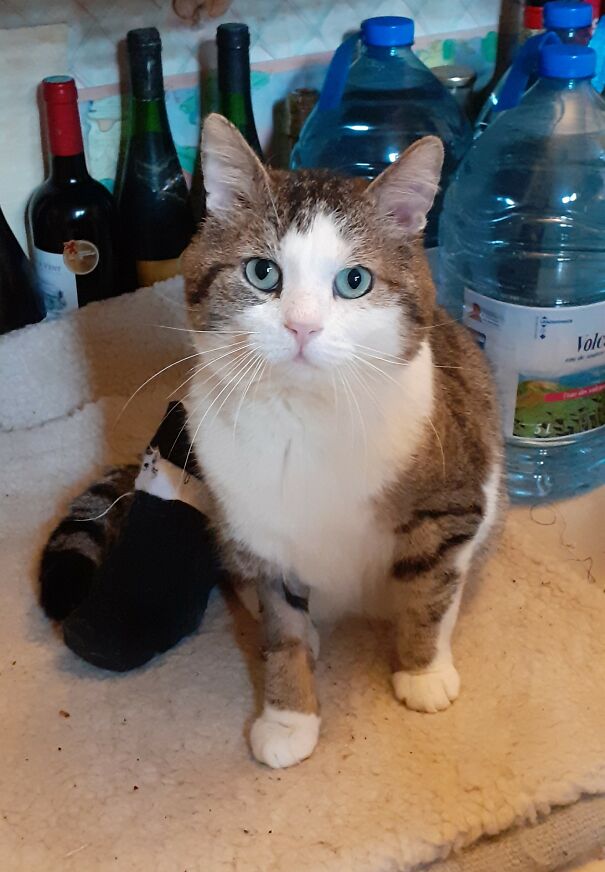 Mylord L'arsouille, Stray Cat, Hit By A Car. His Back Leg Was Badly Broken So He Came For Treatment. He Is Gently Recovering At Home And He Is Definitly A Member Of The Family