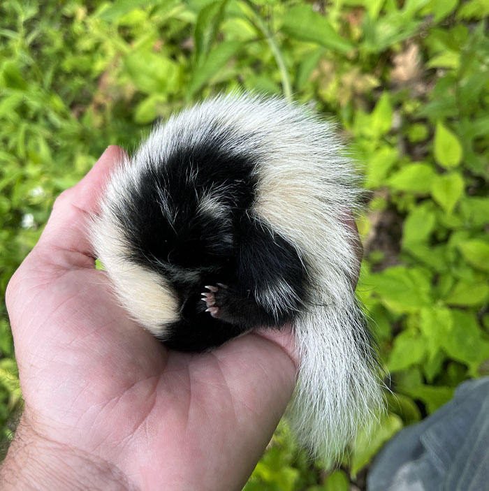 Baby Skunk, Which My Son Found In The Driveway, Fell Asleep In My Hand Yesterday As I Returned It To Its Burrow