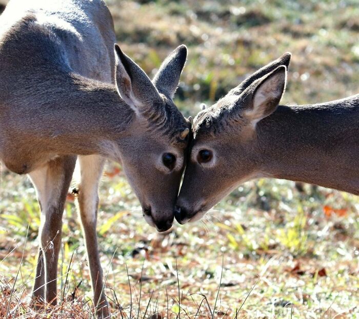 Caught Two Baby Bucks Sparring At Lake Guntersville In Alabama