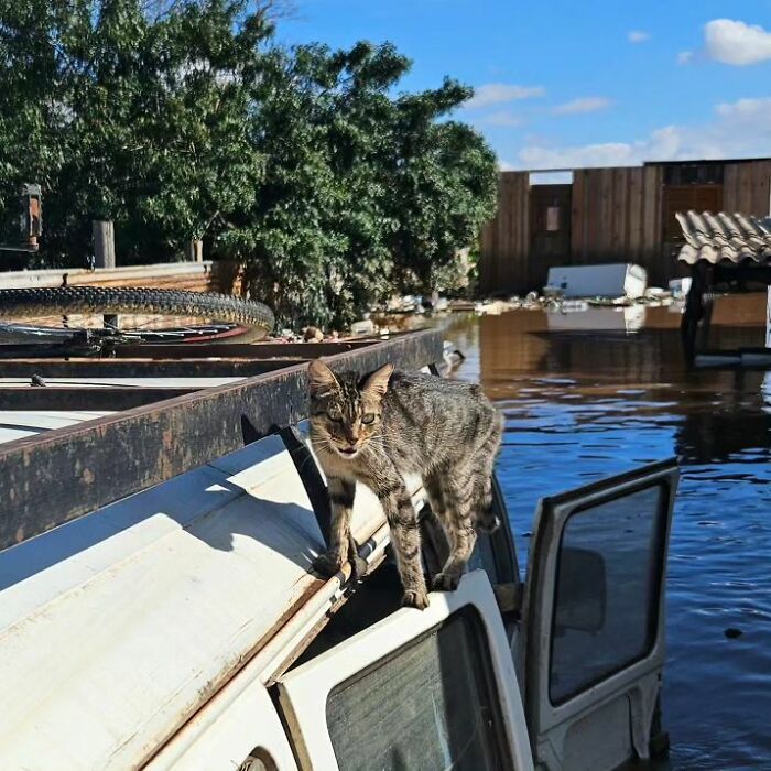 These Dedicated Volunteers Are Rescuing Thousands Of Animals From Rio Grande Do Sul Floods These Dedicated Volunteers Are Rescuing Thousands Of Animals From Rio Grande Do Sul Floods