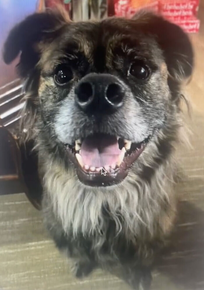 A Dog DNA Test Helps Woman Discover Her Mutt’s Entire Family Tree And She’s In Tears A Dog DNA Test Helps Woman Discover Her Mutt’s Entire Family Tree And She’s In Tears