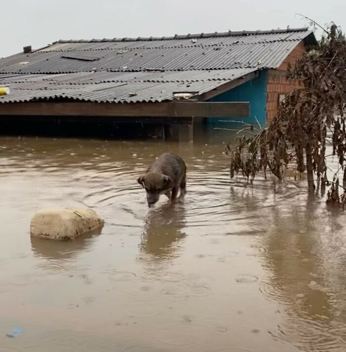 These Dedicated Volunteers Are Rescuing Thousands Of Animals From Rio Grande Do Sul Floods These Dedicated Volunteers Are Rescuing Thousands Of Animals From Rio Grande Do Sul Floods
