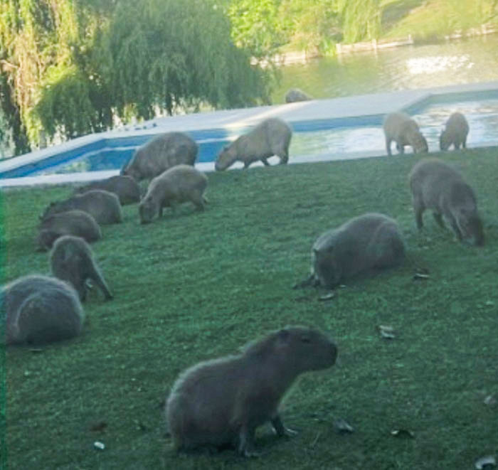Capybaras Invaded My Garden